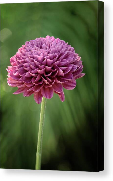 Flower Canvas Print featuring the photograph In the Pink by Catherine Reading