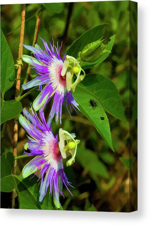 Passiflora Incarnata Canvas Print featuring the photograph Inexplicable and Strange by Kathy Clark