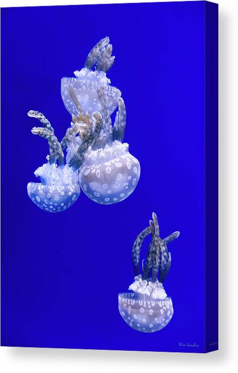 Jellyfish Canvas Print featuring the photograph Into The Blue by Wim Lanclus