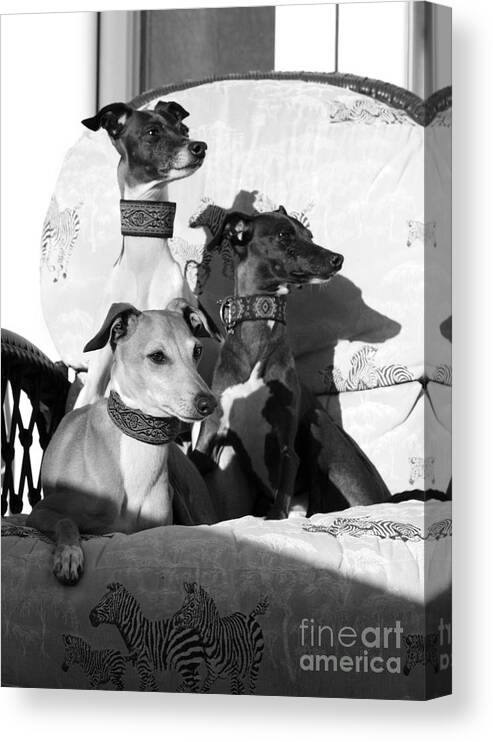 Editorial Canvas Print featuring the photograph Italian Greyhounds in Black and White by Angela Rath
