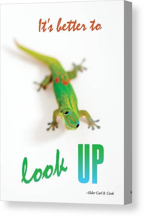 Geckos Canvas Print featuring the photograph Its better to look up by Denise Bird