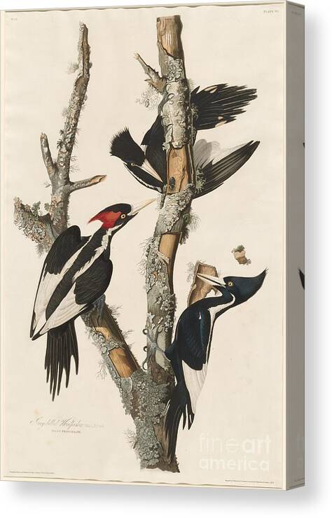 Canvas Print featuring the drawing Ivory-billed Woodpecker by Robert Havell After John James Audubon