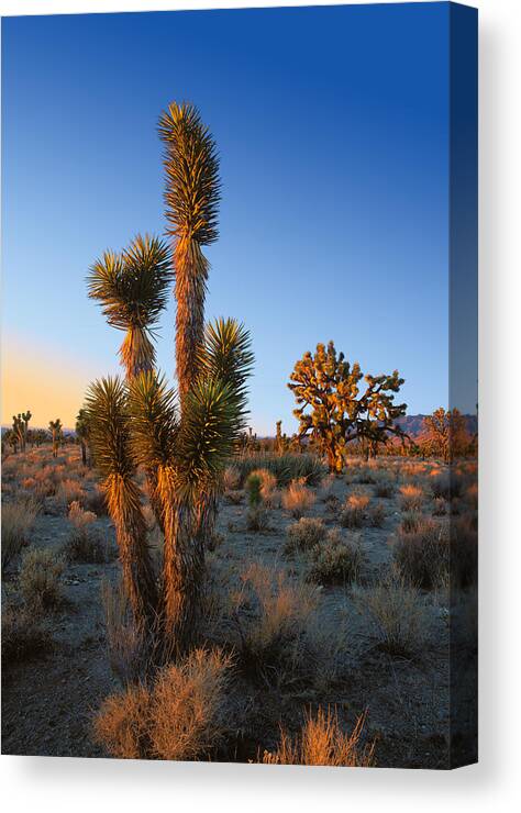 California Canvas Print featuring the photograph Joshua Tree at sunset by Johan Elzenga