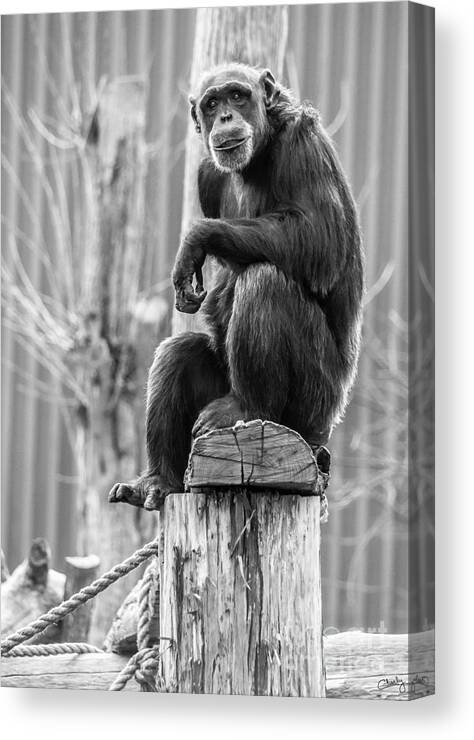 Just Chilling Canvas Print featuring the photograph Just Chilling by Imagery by Charly