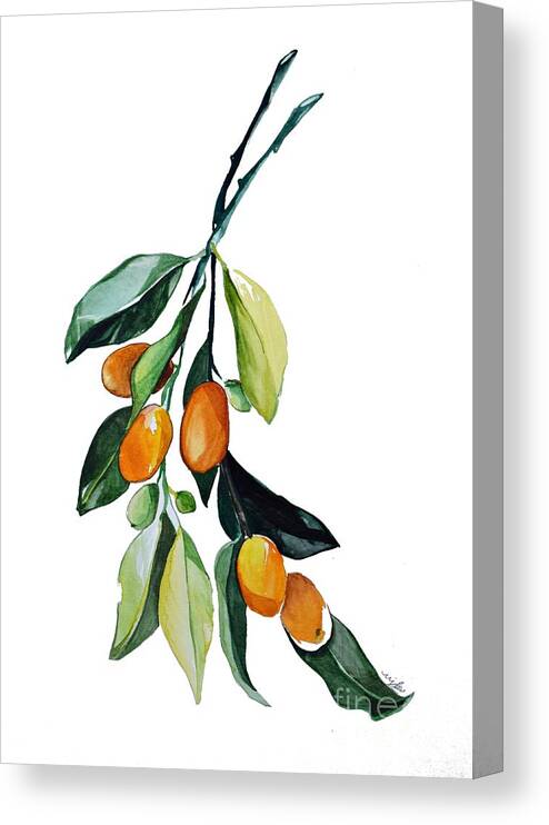 Kumquat Canvas Print featuring the painting Kumquat may by Marla Beyer