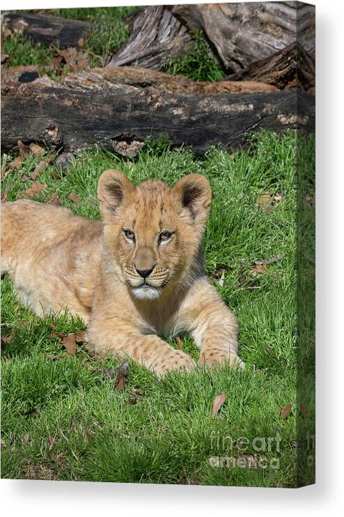 Lazy Little Leo Canvas Print featuring the photograph Lazy Little Leo by Karen Jorstad