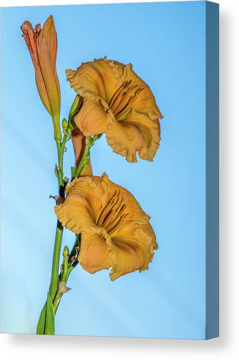 Flower Canvas Print featuring the photograph Lilies by Cathy Kovarik