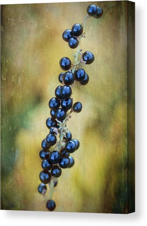 Nature Canvas Print featuring the photograph Liriope stalk by Robert FERD Frank