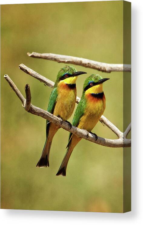 Africa Canvas Print featuring the photograph Little Bee Eater pair by Steven Upton