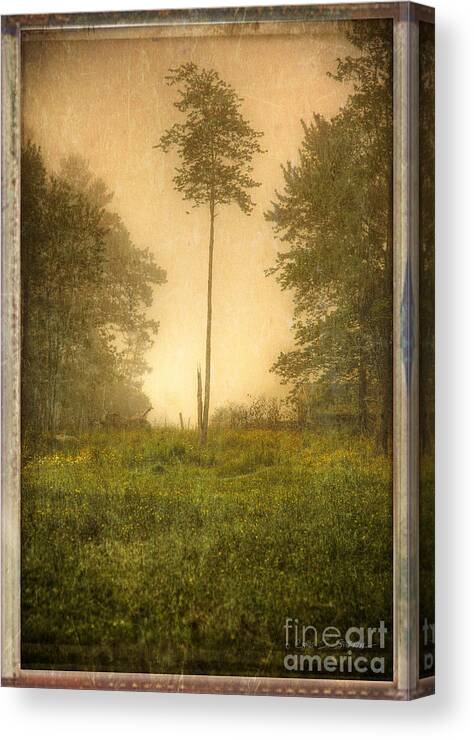 Our Town Canvas Print featuring the photograph Lone Fog Tree in the Meadow by Craig J Satterlee