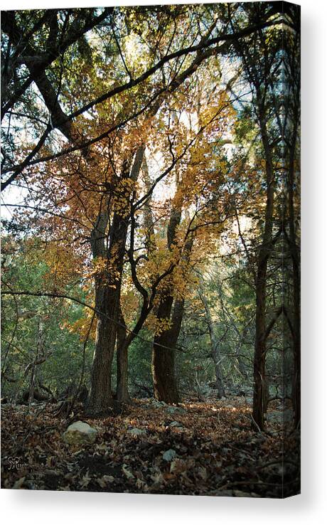 Nature Canvas Print featuring the photograph Lost Maples State Park Tree 41 by Karen Musick