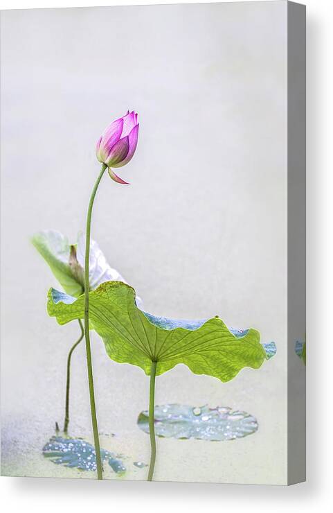 China Canvas Print featuring the photograph Oriental style Lotus bud. by Usha Peddamatham