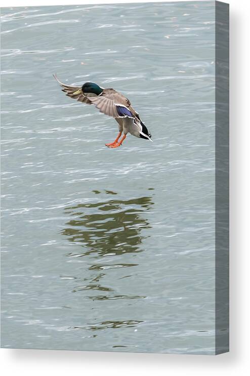 Mallard Canvas Print featuring the photograph Mallard Drake Coming In For A Landing On The Ohio by Holden The Moment