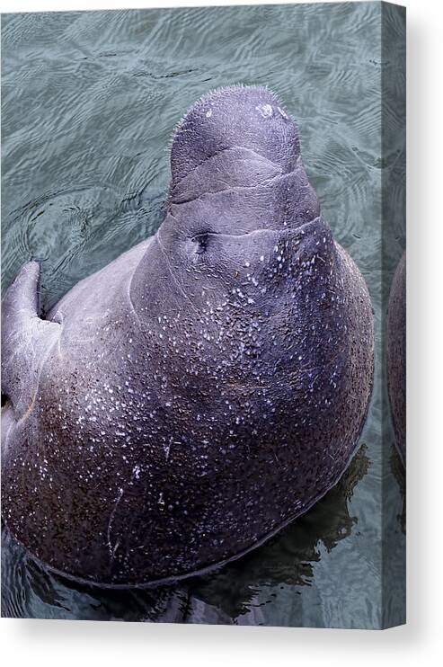 Florida Canvas Print featuring the photograph Manatee Seen From Dock- Up close and Personal by Penny Lisowski