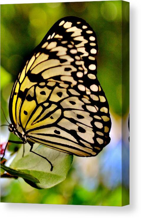 Butterfly Canvas Print featuring the photograph Mariposa Butterfly by Eileen Brymer