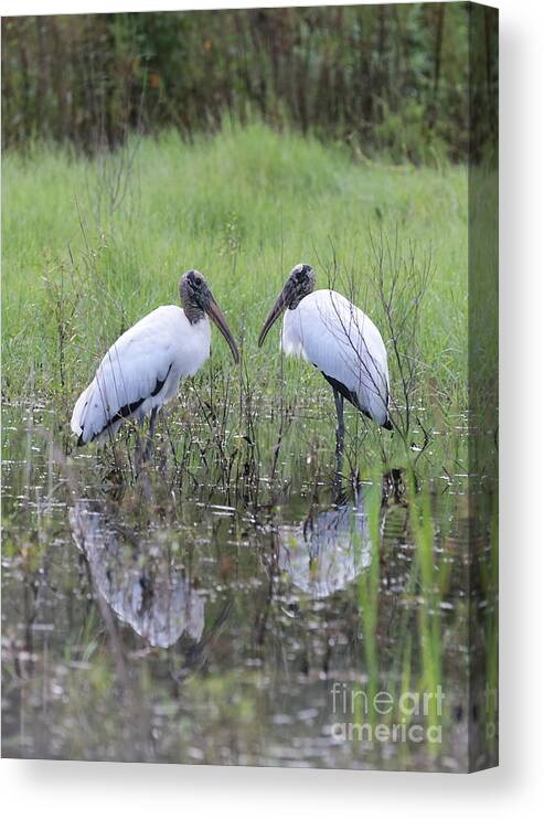 Bird Canvas Print featuring the photograph Meeting of the Minds by Carol Groenen