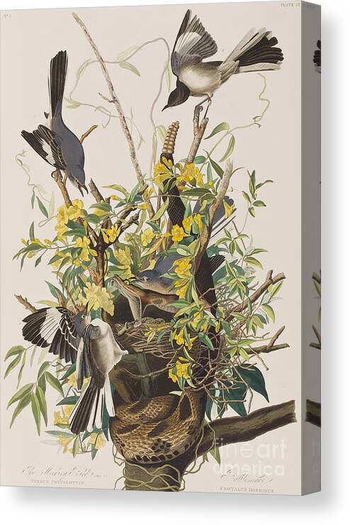 Mocking Bird Canvas Print featuring the painting Mocking Bird by John James Audubon