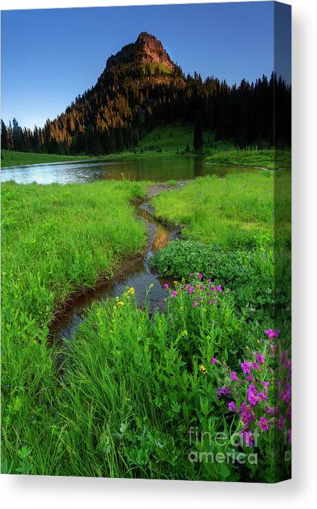 Lake Tipsoo Canvas Print featuring the photograph Monkeyflower Morning by Michael Dawson