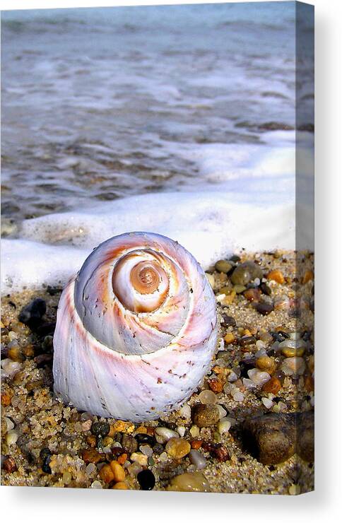 Moon Canvas Print featuring the photograph Moon Snail by Charles Harden