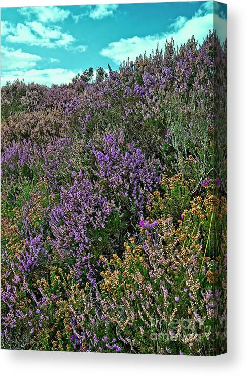 Yorkshire Canvas Print featuring the photograph Moorland Heather by Martyn Arnold