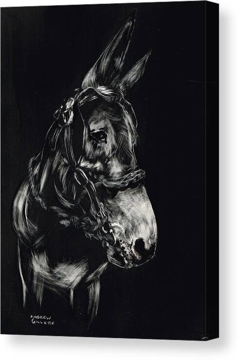 Mule Canvas Print featuring the drawing Mule Polly in Black and White by Andrew Gillette