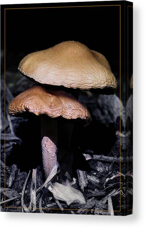 Mushroom Canvas Print featuring the photograph Mushroom Love by Mark Fuller