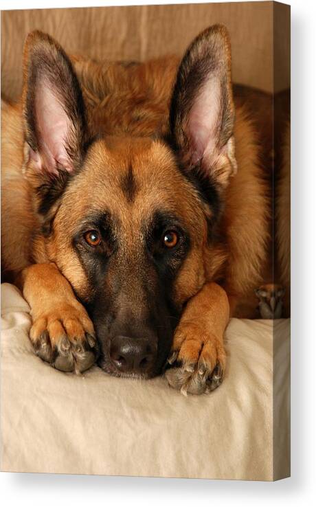 German Shepherd Dogs Canvas Print featuring the photograph My Loyal Friend by Angie Tirado