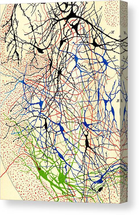 History Canvas Print featuring the photograph Nerve Cells Santiago Ramon y Cajal by Science Source