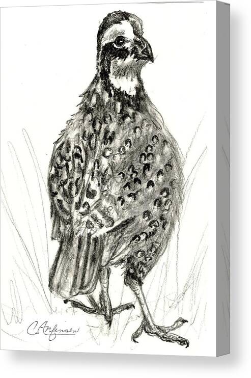 Quail Canvas Print featuring the drawing Northern bobwhite by Carol Allen Anfinsen