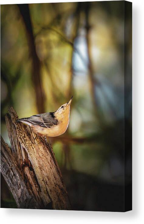 Animal Canvas Print featuring the photograph Northern Nuthatch by Bob Orsillo