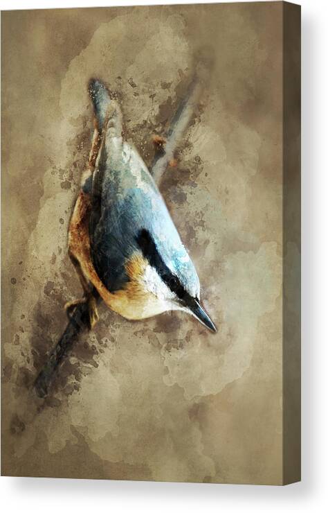 Nuthatch Canvas Print featuring the photograph Nuthatch on the branch by Jaroslaw Blaminsky