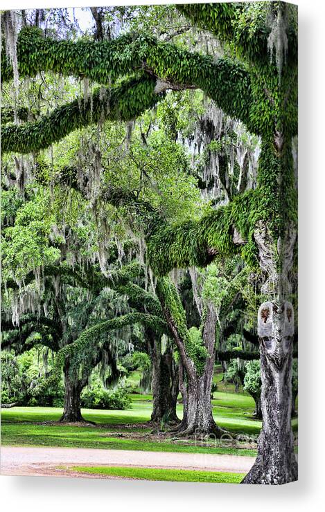 Avery Island Canvas Print featuring the photograph Oak Moss Trees by Chuck Kuhn