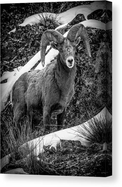 Bighorn Ram Canvas Print featuring the photograph Old Ram in the Snow by Jason Brooks