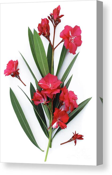 Oleander Canvas Print featuring the photograph Oleander Geant des Batailles 2 by Wilhelm Hufnagl