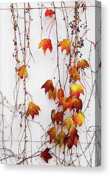 Photography Canvas Print featuring the photograph Once Upon A Dangling Ivy by Marc Nader