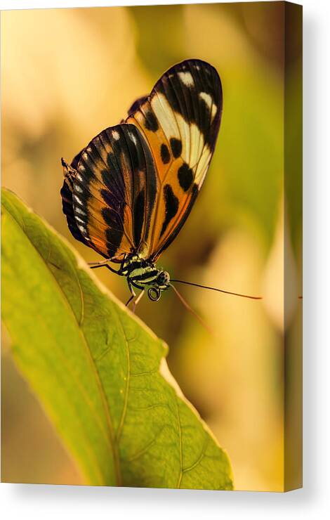 Butterfly Canvas Print featuring the photograph Orange and black butterfly on the green leaf by Jaroslaw Blaminsky