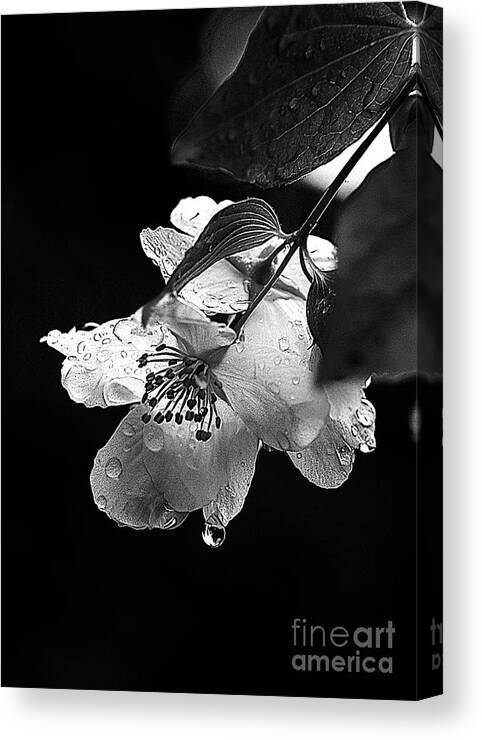 Flower Canvas Print featuring the photograph Orange Blossom by Elaine Hunter