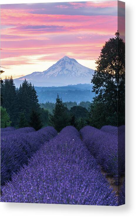 Plant;lavender;farm;mt Hood;oregon Lavender Farm Canvas Print featuring the digital art Oregon Lavender Farm by Michael Lee