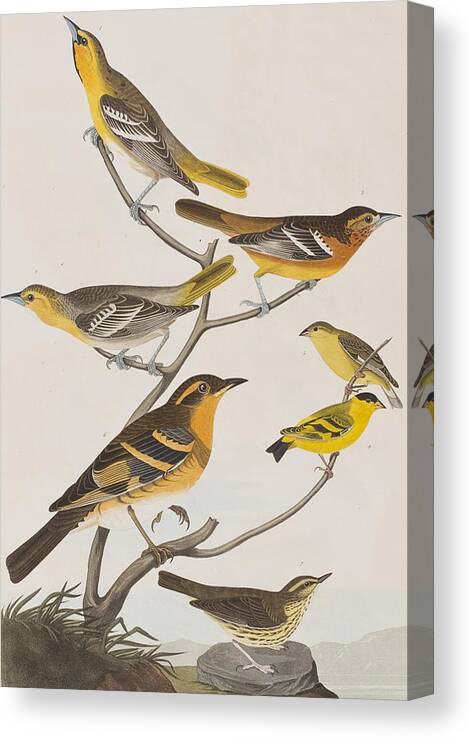 Thrush Canvas Print featuring the painting Orioles Thrushes and Goldfinches by John James Audubon