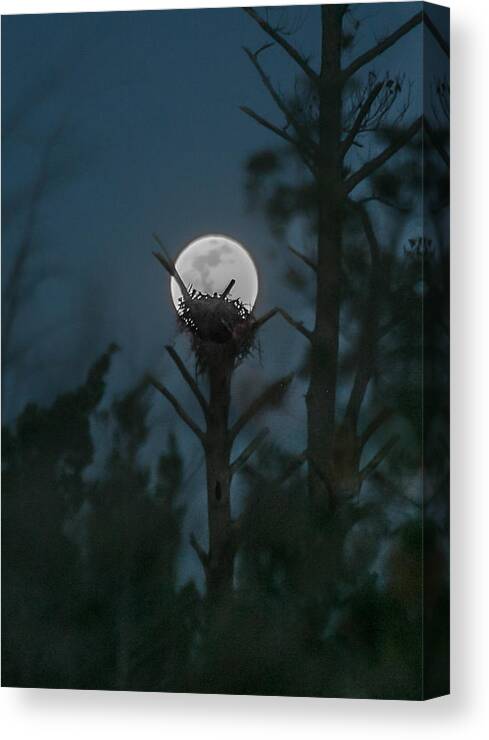 Osprey Nest Canvas Print featuring the photograph Osprey Nest in the Moonlight by Paula OMalley