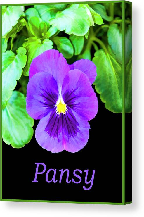 Flower Canvas Print featuring the photograph Pansy by Cathy Kovarik