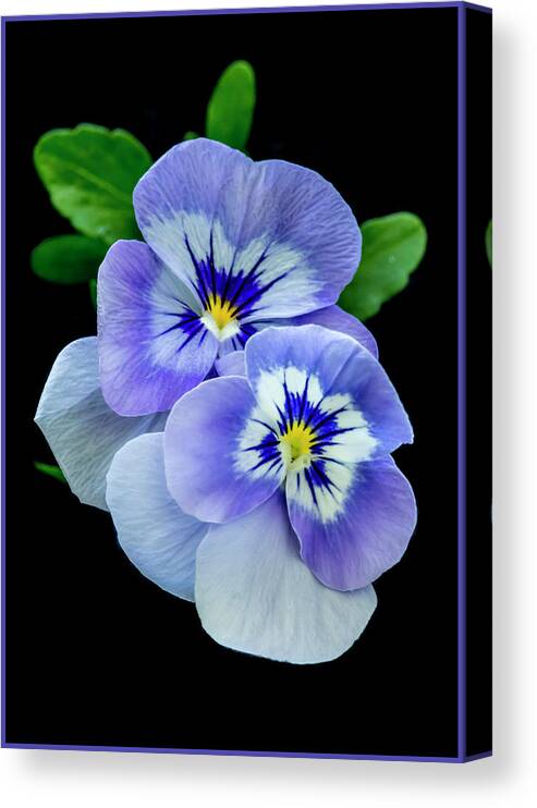 Greeting Card Canvas Print featuring the photograph Pansy Portrait by Cathy Kovarik