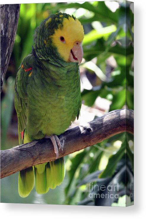 Parrot Canvas Print featuring the photograph Parrot 2 by Lydia Holly
