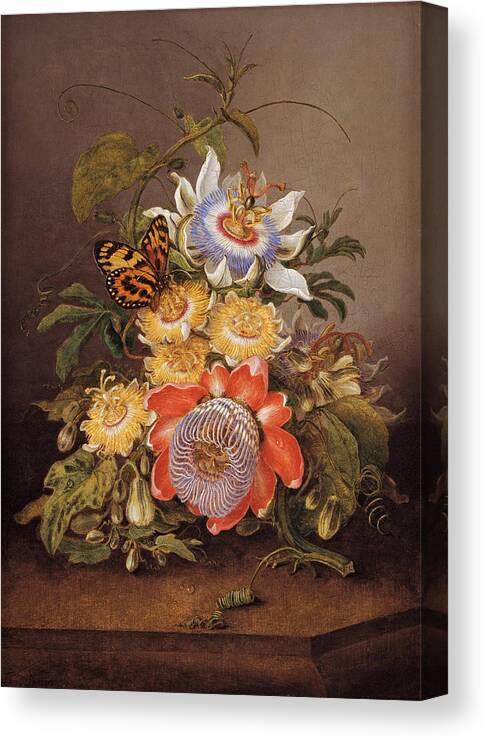 Ferdinand Bauer Canvas Print featuring the painting Passionflowers by Ferdinand Bauer