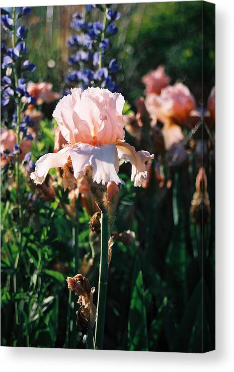 Flower Canvas Print featuring the photograph Peach iris by Steve Karol