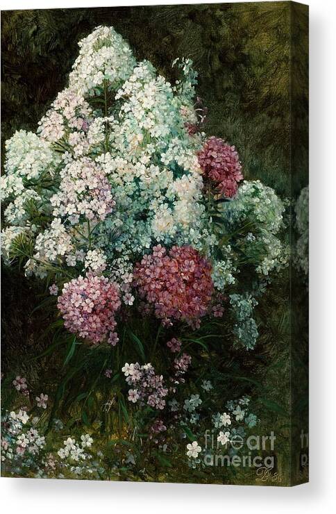Phlox Canvas Print featuring the painting Phlox by MotionAge Designs