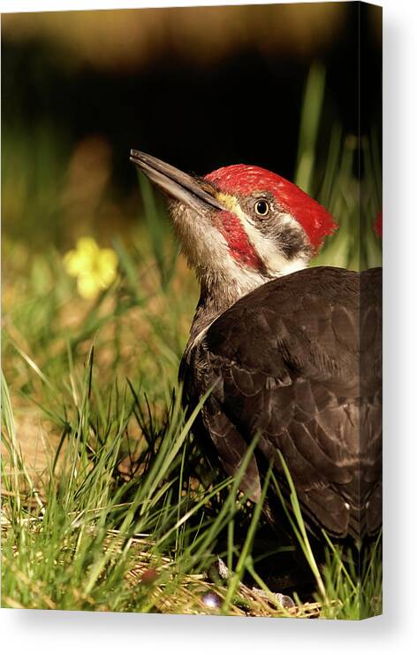 Bird Canvas Print featuring the photograph Pileated Woodpecker by Loni Collins