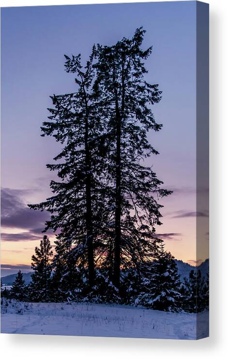 Landscape Canvas Print featuring the photograph Pine Tree Silhouette  by Lester Plank