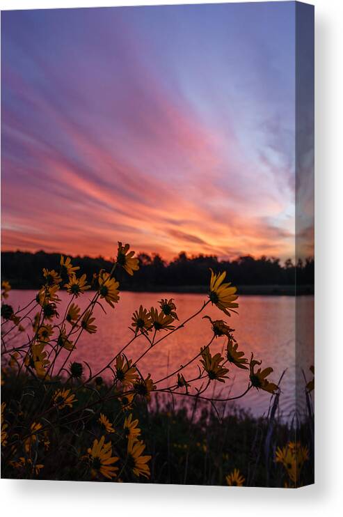 Sunrise Canvas Print featuring the photograph Pink by David Dedman