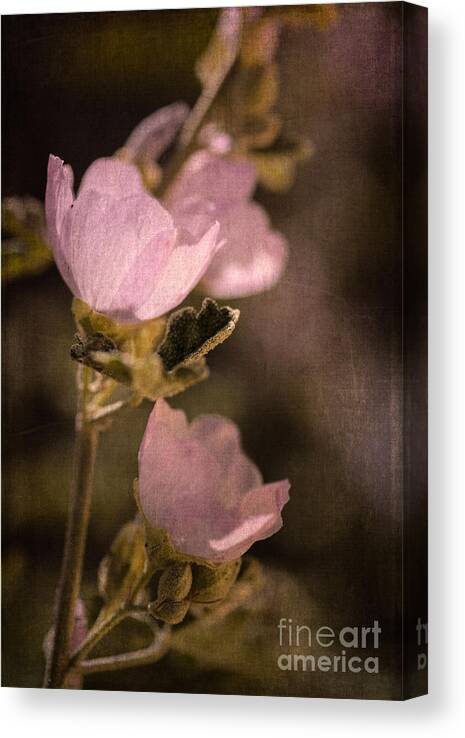 Globemallow Canvas Print featuring the photograph Pink Globemallow Wildflowers by Tamara Becker